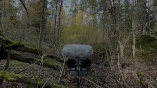 Field Recording ORTF Mic Comparison: Sennheiser MKH 8040 vs SE Electronics SE8 vs Line Audio CM3