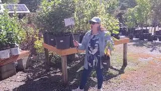 Landscaping with Native Plants: Viburnum & Buttonbush for Western North Carolina