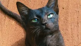 #This is daily life cats video 7/365 #cat #kitten #catvideos #first_time_official 