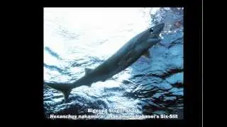 HEXANCHUS