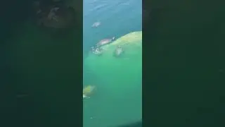 Group of turtles.