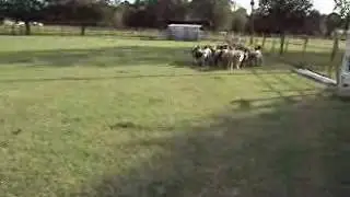Bad Fetch