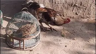 Partridge vs Rooster | Singing birds | Birds Chirping | Birds Sounds Compilation | Learn Bird Name