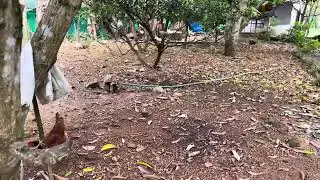 Backyard animals in Pulicunno
