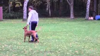 Rhodesian Ridgeback Lina Training Begleithundeprüfung BH Unterordnung Nov. 2010