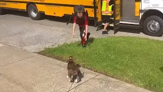 Dogs Eagerly Greet Owners Coming Home From School 🐶 Best ANIMALS Video