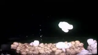 Slow motion popcorn popping (from Fastax-tion Probst film)