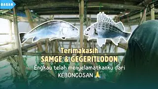 SAMGE dan GEGERIT, sang Ikan penyelamat dari Keboncosan  🙏😁