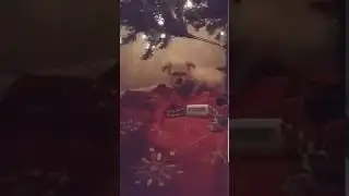 Dog burying bone under Christmas tree