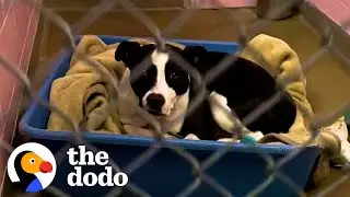 Sad Pittie's Been Watching Other Dogs Find Homes For Over 700 Days | The Dodo