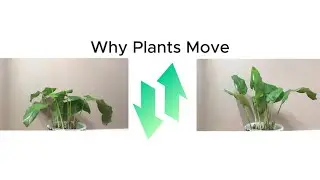 Why Plants Move! | Nyctinasty