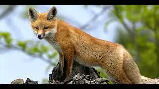 Chamariz, Reclamo, Sound Call, Raposa, Red Fox, Zorro