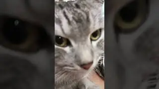 Помню ночи.. #trending #cat #cool #music #love #юмор #2023 #подпишись #catlover #rap #trending #179