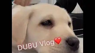 두부(DUBU)80일된 리트리버 첫 VLOG!!!