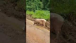 Doing the Pig Walk 🐽 #indonesia #shorts