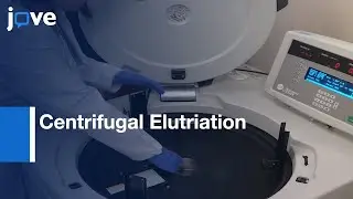 ALL Cells Preparation in Cell Cycle Phases by Centrifugal Elutriation | Protocol Preview
