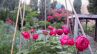 Роза Л.Д. Брайтвайт ( Rose L.D. Braithwaite) на второй год посадки💗