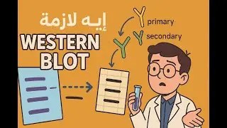western blot techinque (شرح بالعربي)