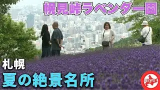 【ココだけの絶景】札幌の夏に出会える”天空のラベンダー園”…紫の絨毯の眼下に広がるのは札幌中心部の街並み_異常な暑さで開花早まる
