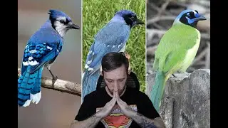 New Bird Dropped! Introducing the GRUE JAY (Blue Jay + Green Jay Hybrid)