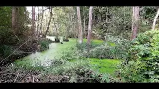 Um die Schifflache  bei Gro&szlig;auheim in Hessen