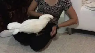 Cockatoo(Joseph)Playing with noisy toys