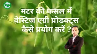 How to use Vestige Agri products for green peas cultivation
