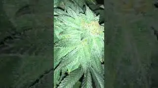 Cakes N Cream In House Genetics. Organic Indoor Grow Day 38 of Flower