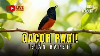 🔴 LIVE 29 - PAGI BIKIN GACOR‼️ Live Masteran Murai Batu Full Variasi Suara