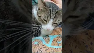 Dog person falls in love with cats while pet sitting