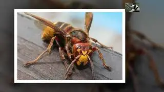 Top 10 Most Terrifying Insects in the World - Best News Animals