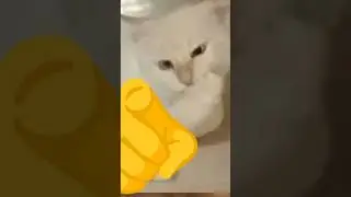 oscar laughs at you