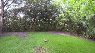 Engine Speed Control (ESC) intermittent loss of power to motor. NAZA Flip
