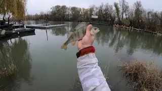 La Murighiol. Alexandra cu cățelușii 🐶🐶🐶, eu cu bibăneala  🐟🐟🐟