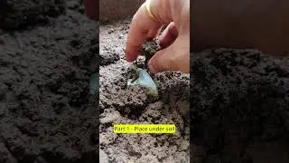 How to Charge Crystals At Home? PART 1 #crystals #crystalhealing