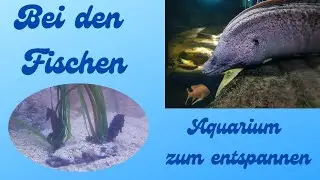 Bei den Fischen - Aquarium zum entspannen