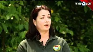 Wildlife Officials Shoot, Kill Injured Bear Cub