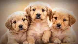 Dog Puppy Relaxation Video for Kids – Cute Baby Dogs & Puppies with Calm Nature Music 🐶💤