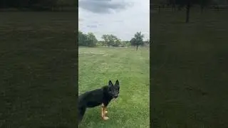 Uxo German Shepherd playing fetch #dog #protectiondog #policedogtraining #dogtraining #k9protection