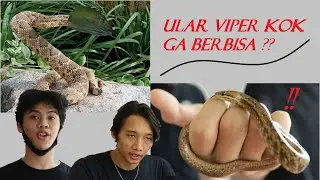 Sekilas Tentang Mock Viper
