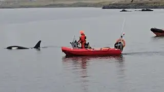 Orca Stranded for 20 Hours &ndash;  Rescue in Iceland