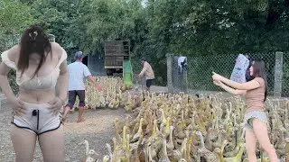 Techniques for transporting ducks by truck from the farm to the new rice fields.