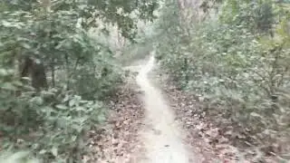 Sankarpur Forest.