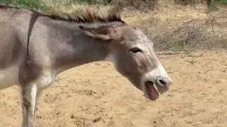 Wild life animals Farming donkey male and female reproduction 3 donkeys in the jungle animals goat's