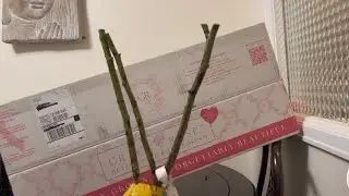 Unboxing grace rose farms  bare root rose 