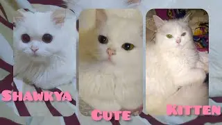 The Empress of Softness