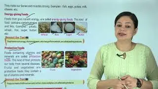 Ch 7 | Animation Junction | Science | Class 02 | Food And Healthy Body  | For children
