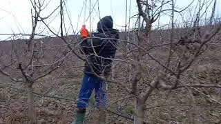 Taieri de fructificare la mar, soiul Idared (fus-m106), #keepgrowing #pruningtrees #staiinlivada