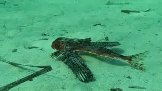 Flying gurnard Dactylopterus volitans in Malta