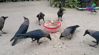 কাকের ডাক Crow Sound Crow ki Awaz Loudly | Huge numbers of Crows crowing and crying sounds &alpha;218